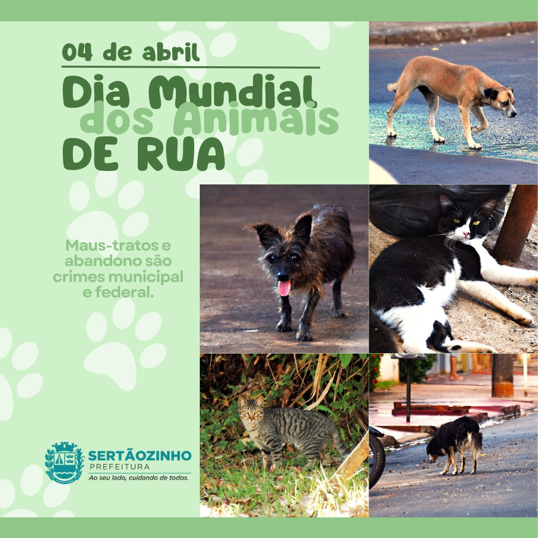 DIA MUNDIAL DE ANIMAIS DE RUA: PROTEJA CÃES E GATOS EM VULNERABILIDADE